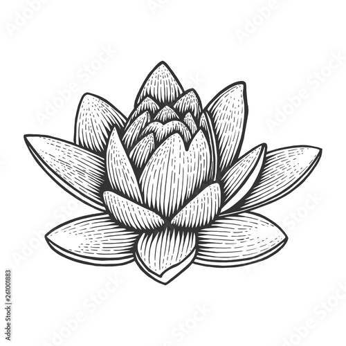 Nymphaea water lotus lily flower vintage sketch engraving vector illustration. Scratch board style imitation. Black and white hand drawn image.