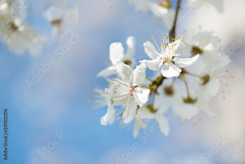 Soft Background of innocent white cherry blossoms, selective focus