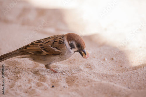 Sparrow sitting in the sandy beach and picking a fruit or nut,  a cute bird watching scene photo