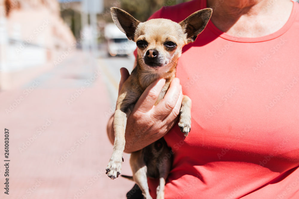 Woman with a small Chihuahua dog