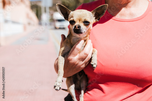Woman with a small Chihuahua dog © lymdigital