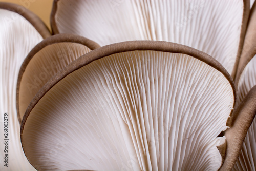 Oyster mushroom or Pleurotus ostreatus mushroom photo