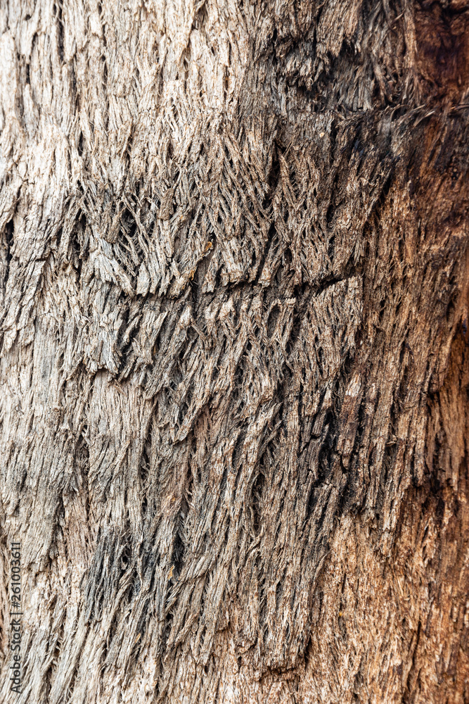 Obraz premium Texture of tree bark