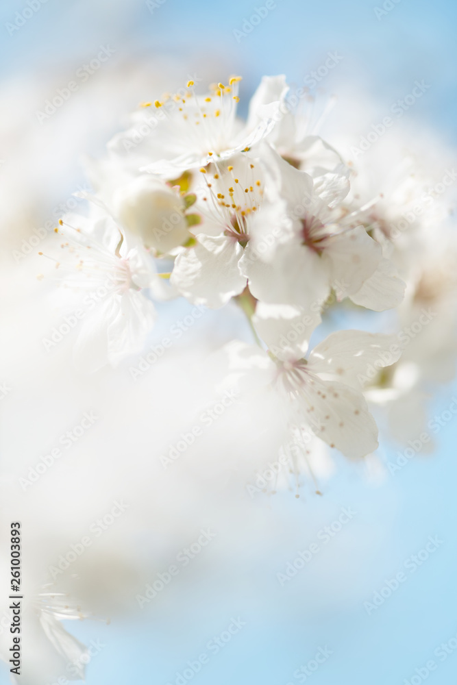 Soft Background of innocent white cherry blossoms, selective focus Soft Background of innocent white cherry blossoms, selective focus