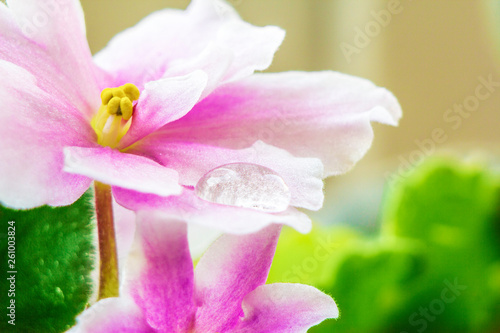 close up shot of dew drop on violet petal