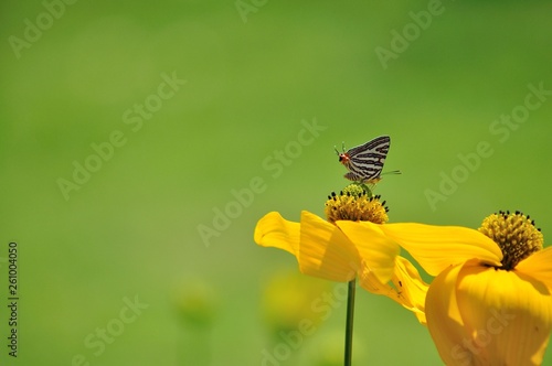 A little butterfly on yellow flower with blur green background have a space on left side