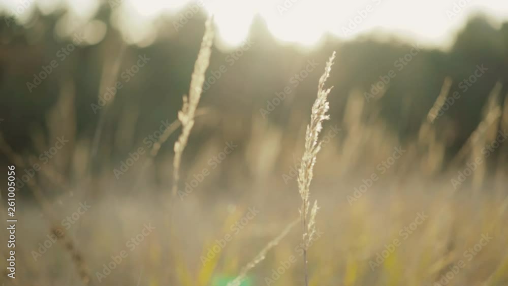 Blurred background of wild steppe with windy grass Blurred background of wild steppe with windy grass
