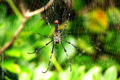 Nephila pilipes spider in its web on the tropical island Zamami, Okinawa