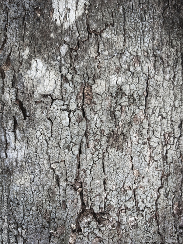Bark of a tree.Tree bark texture.Wooden rough texture background