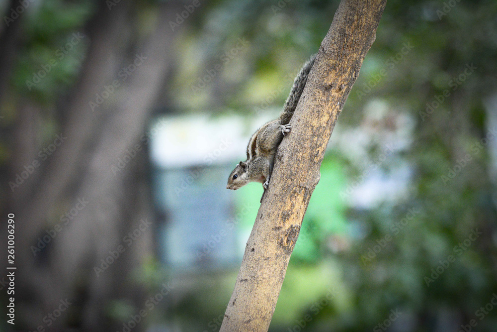 chipmunk on ground