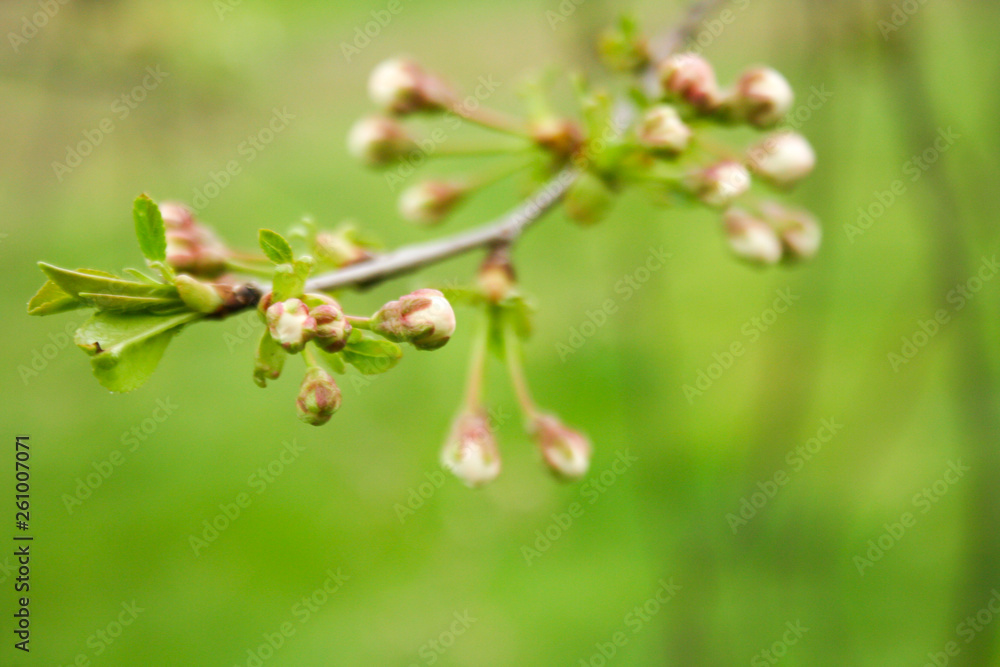 Branch of cherries on a green background. The first days of spring. Flowers appear and begin to flourish. Branch of cherries on a green background. The first days of spring. Flowers appear and begin to flourish.