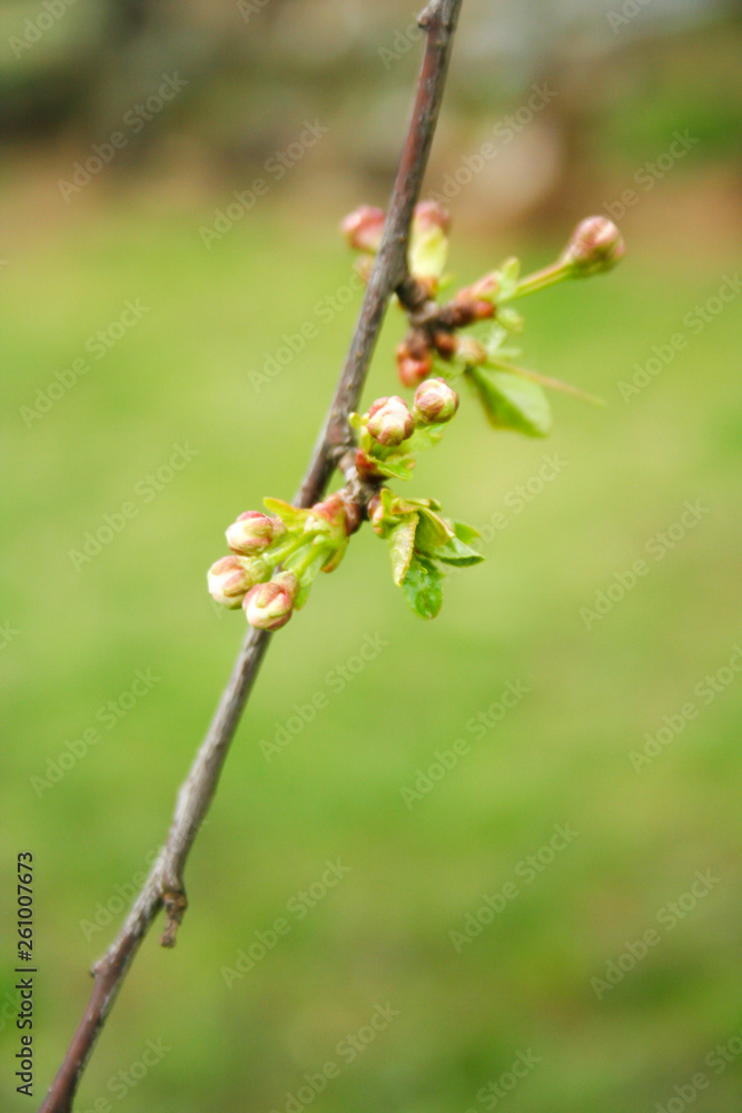 Branch of cherries on a green background. The first days of spring. Flowers appear and begin to flourish. Branch of cherries on a green background. The first days of spring. Flowers appear and begin to flourish.