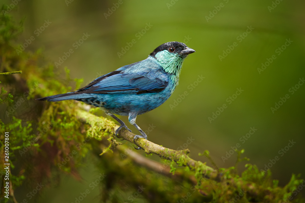 Bright blue tropical bird against dark green rainforest. Black-capped Tanager, Tangara heinei, male isolated on mossy twig in ecuadorian rainforest. Birding in West andean slopes, Ecuador.