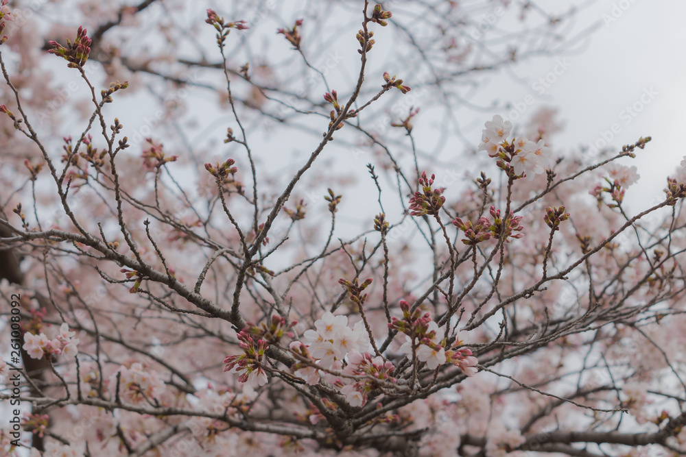 桜の芽生え
