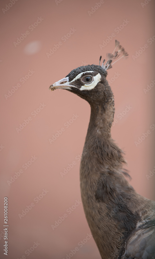 Brown Black white Peacock wild, Portrait of a beautiful peacock with feathers out against water. Walking peacock with a beautiful tail as background. Brown Black white Peacock wild, Portrait of a beautiful peacock with feathers out against water. Walking peacock with a beautiful tail as background.