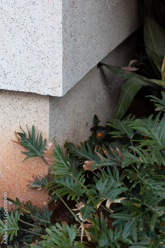 plants growing on a corner of a building