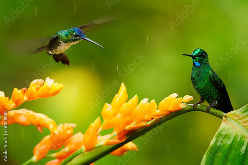 Heliodoxa imperatrix and Andean Emerald, Amazilia franciae fighting for nectar from orange flower. Hummingbirds against green background. Montezuma, Colombia. photo
