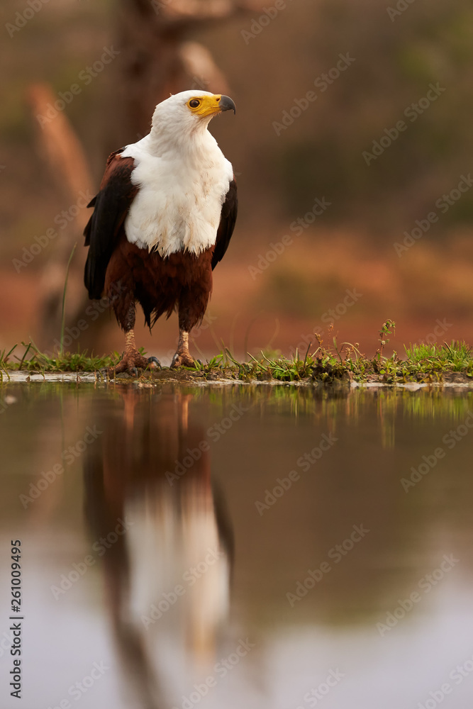 Fototapeta premium Vertical, from water level photo of wild African fish eagle, Haliaeetus vocifer on a rim of a small pond, reflecting itself in water surface. African birdlife photography, KwaZulu Natal, South Africa.