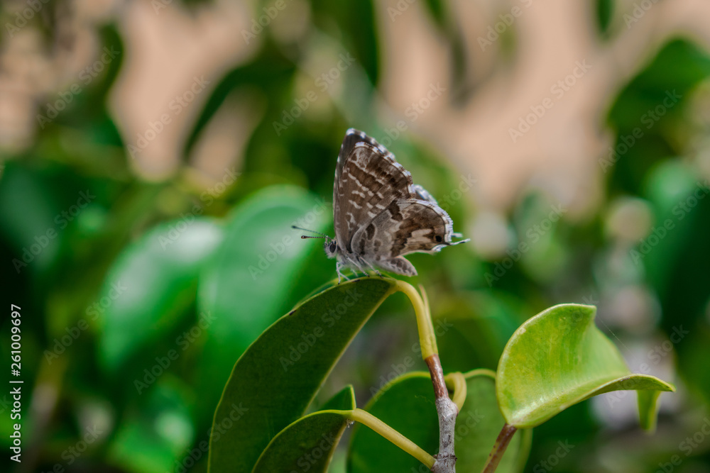 Geranium bronze or brun des pélargoniums butterfly (Cacyreus marshalli) on a green leaf with green vegetation background Geranium bronze or brun des pélargoniums butterfly (Cacyreus marshalli) on a green leaf with green vegetation background