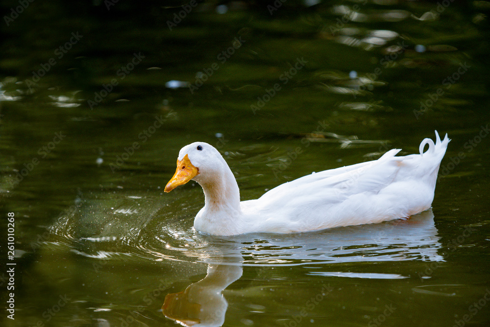 white duck in the water swimming in the river white duck in the water swimming in the river
