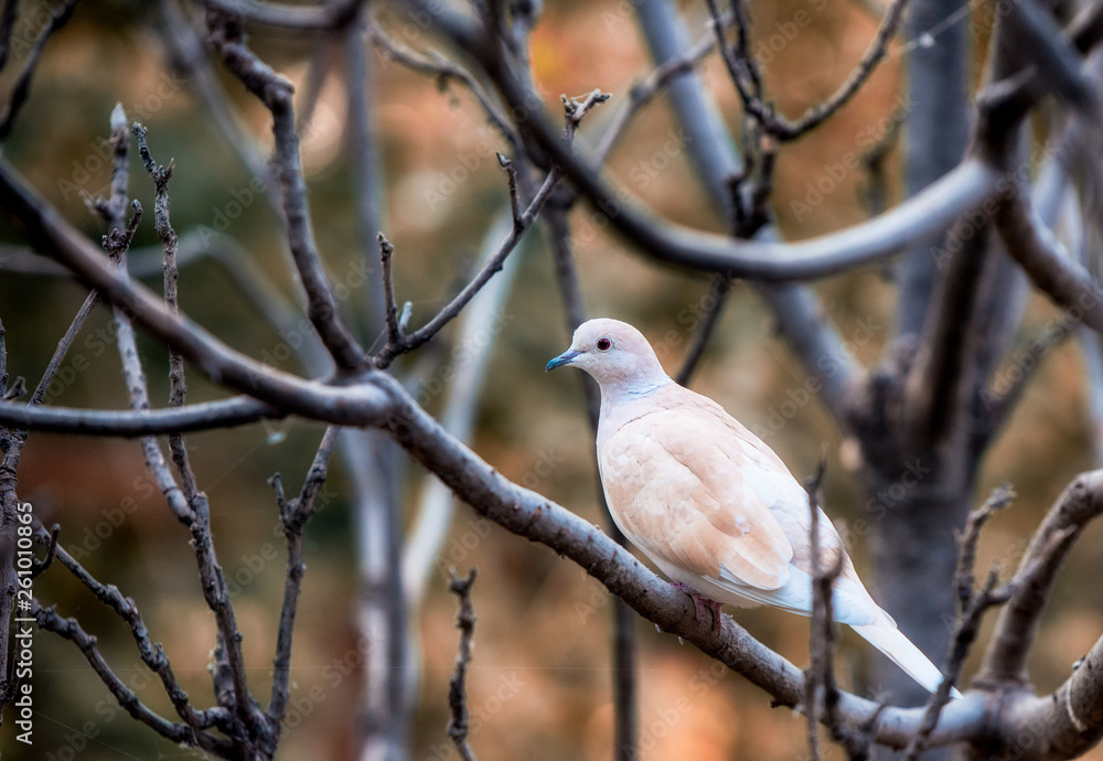 white pigeons dove sitting on a tree branch with blurred background white pigeons dove sitting on a tree branch with blurred background