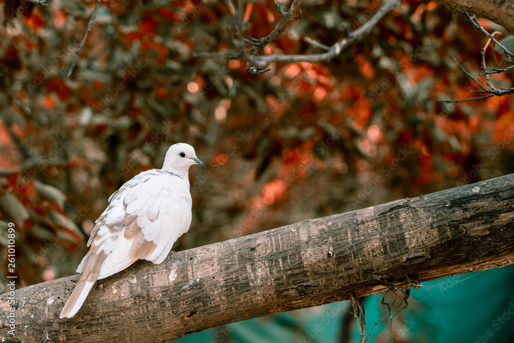 white pigeons dove sitting on a tree branch with blurred background white pigeons dove sitting on a tree branch with blurred background