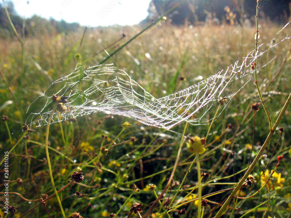 Light shining spiderweb with dew in the grass in the sunny meadow.