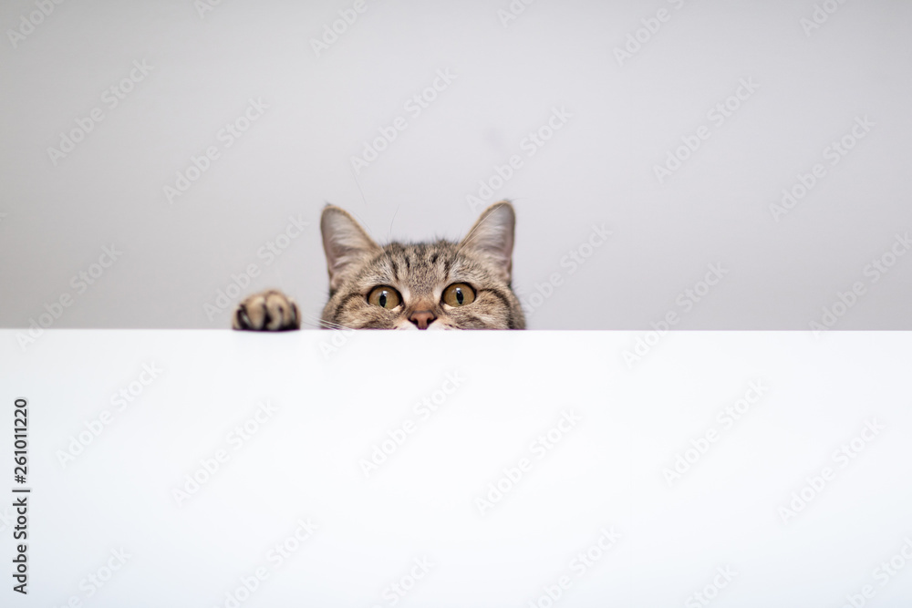 cat hide and seek in white background - obrazy, fototapety, plakaty 