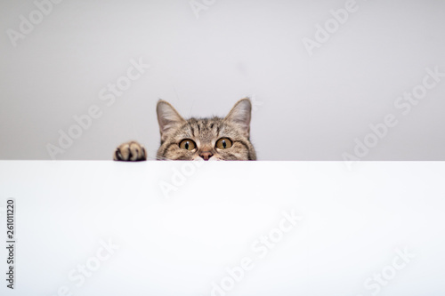 Photography cat hide and seek in white background