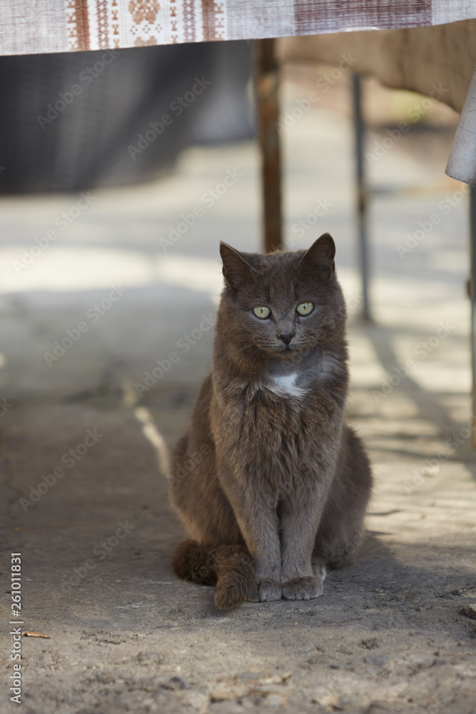 Fototapeta premium Kitty in simple conditions