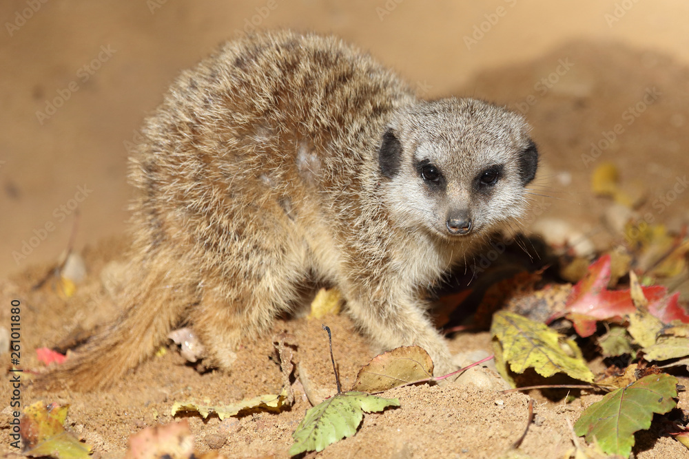 Fototapeta premium Erdmännchen / Suricate / Suricata suricatta