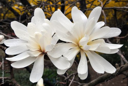 Magnolia tree flower is a large genus of about 210 flowering plant species in the subfamily Magnolioideae of the family Magnoliaceae. It is named after French botanist Pierre Magnol. photo