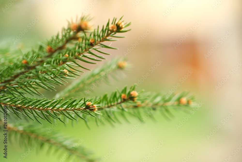 Branch of spruce on a green background. Spring time in the park. Branch of spruce on a green background. Spring time in the park.