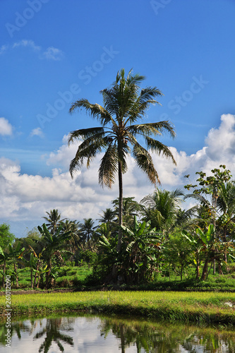 Fototapeta Naklejka Na Ścianę i Meble -  rice field, Java, Indonesia,