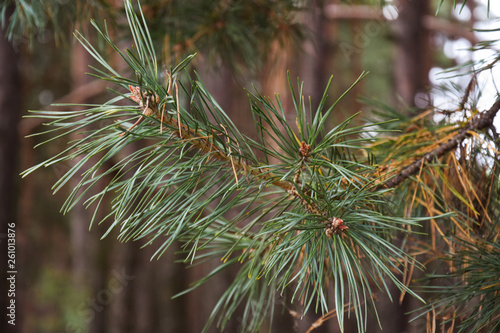 pine tree branch with cones