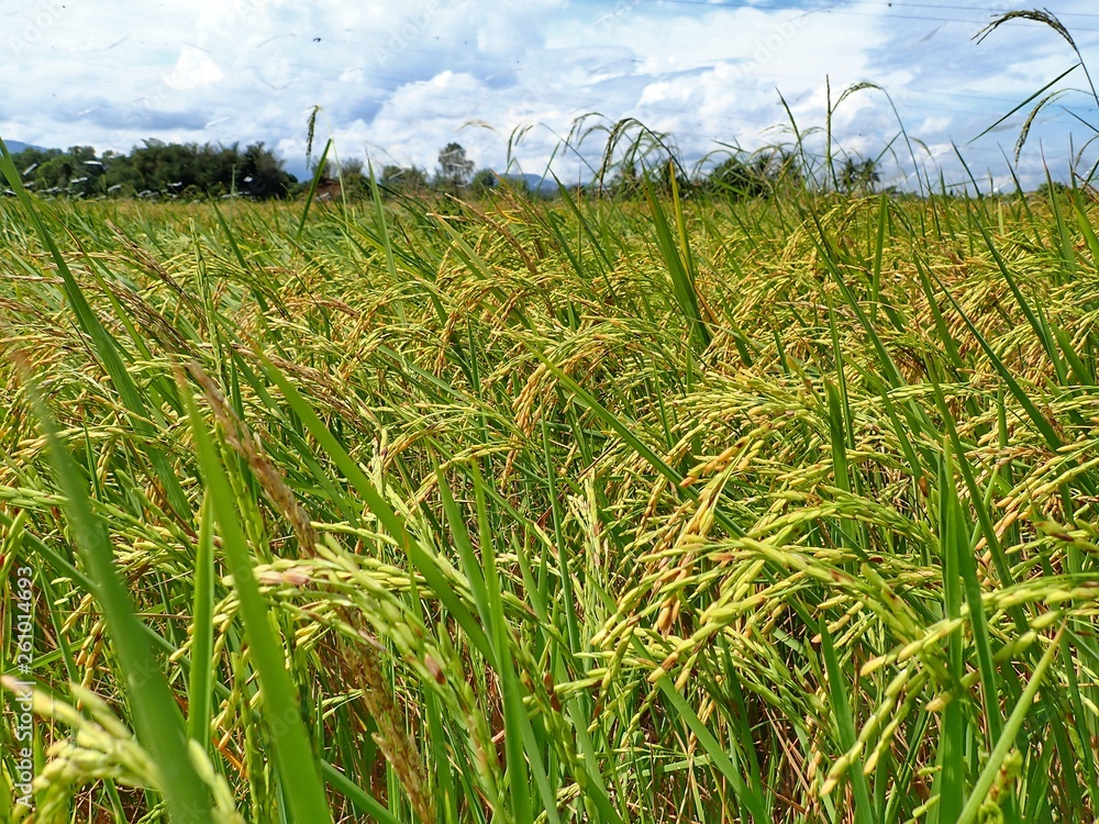 Fototapeta premium OLYMPUS DIGITAL CAMERA