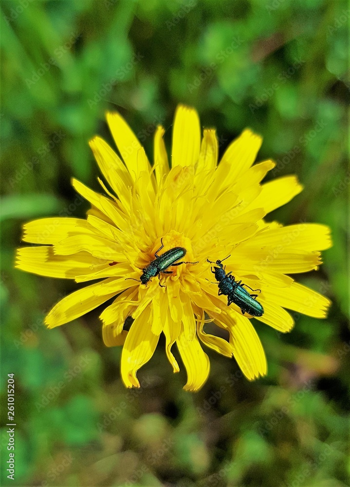 a dandelion flower with two beetles a dandelion flower with two beetles