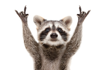 Portrait of a funny raccoon showing a rock gesture isolated on white background.JPG