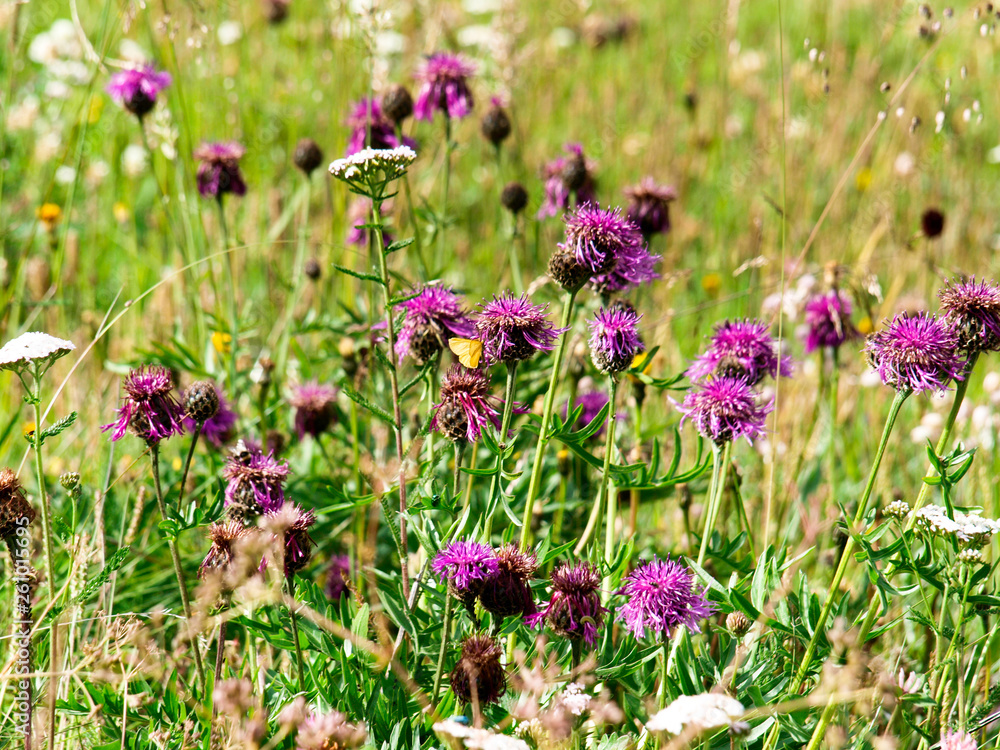 Wild flowers in summer Wild flowers in summer