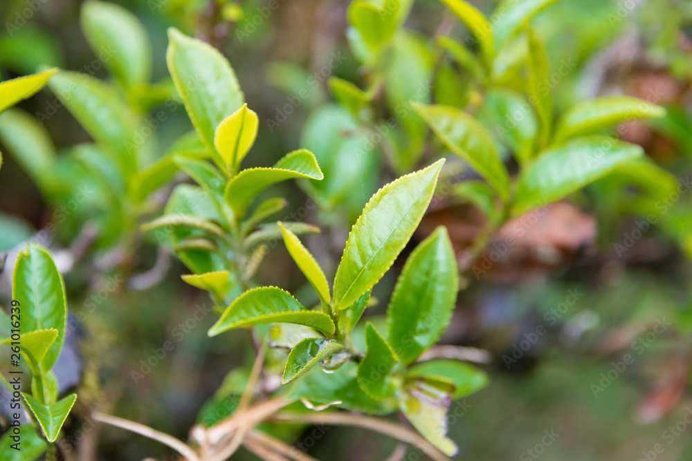 Darjeeling, India - Apr 19 2018- Tea leaf on Happy Valley Tea Estate in Darjeeling, West Bengal, India. Darjeeling teas are regarded as one of the best world wide. Darjeeling, India - Apr 19 2018- Tea leaf on Happy Valley Tea Estate in Darjeeling, West Bengal, India. Darjeeling teas are regarded as one of the best world wide.