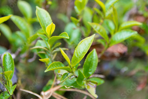Darjeeling  India - Apr 19 2018- Tea leaf on Happy Valley Tea Estate in Darjeeling  West Bengal  India. Darjeeling teas are regarded as one of the best world wide.