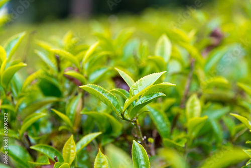Darjeeling  India - Apr 19 2018- Tea leaf on Happy Valley Tea Estate in Darjeeling  West Bengal  India. Darjeeling teas are regarded as one of the best world wide.