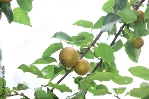 Pear tree is full of fruit