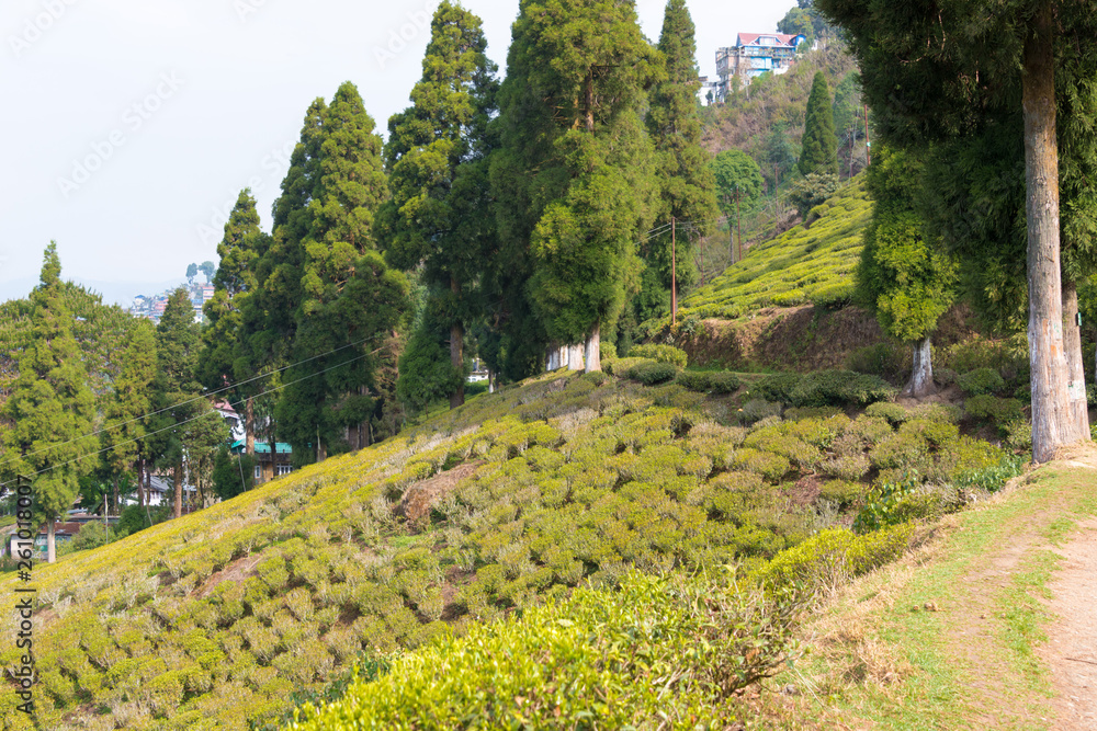 Darjeeling, India - Apr 19 2018- Tea Plantations at Happy Valley Tea Estate in Darjeeling, West Bengal, India. Darjeeling teas are regarded as one of the best world wide.