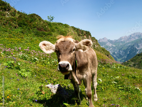 grazing cows in the Titlis area