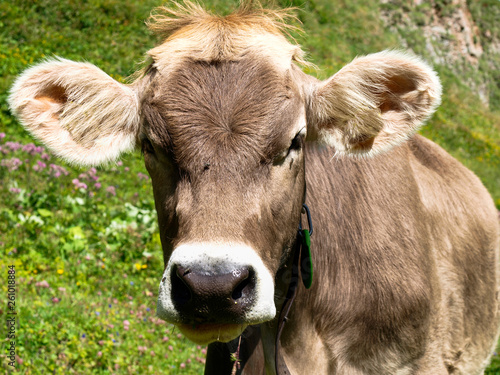 grazing cows in the Titlis area