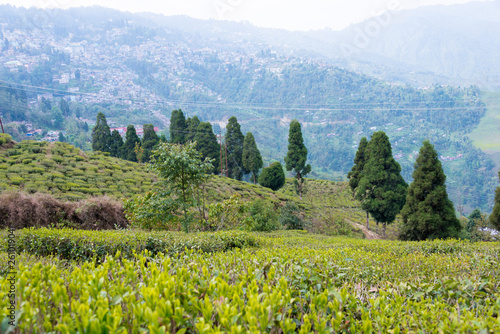 Darjeeling  India - Apr 19 2018- Tea Plantations at Happy Valley Tea Estate in Darjeeling  West Bengal  India. Darjeeling teas are regarded as one of the best world wide.