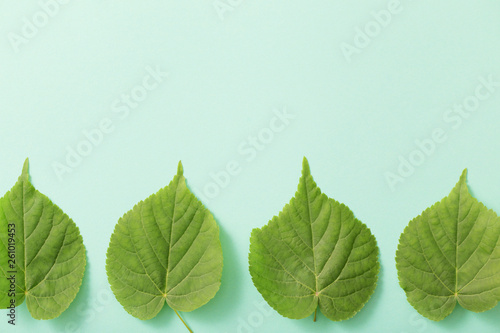green leaves on paper background