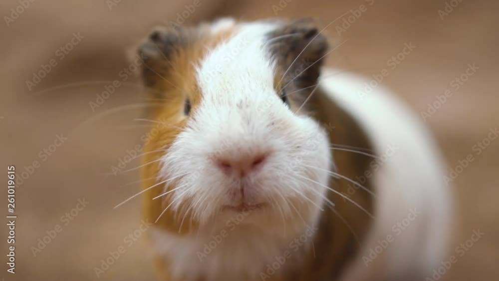 Cute Guinea pigs Cavia Porcellus. Close up cinematic 4k clip . Cute Guinea pigs Cavia Porcellus. Close up cinematic 4k clip .