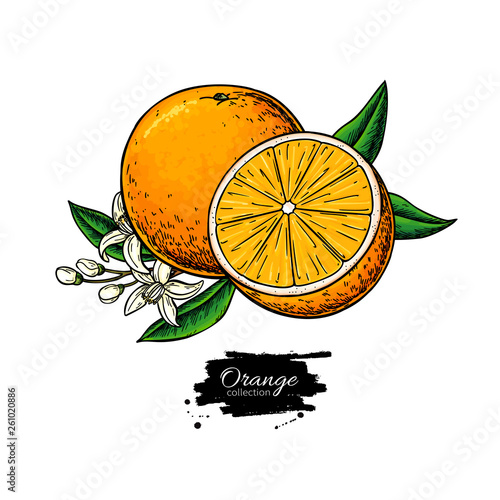 Orange vector drawing. Summer fruit illustration. Isolated hand drawn orange slice and flower bloom.